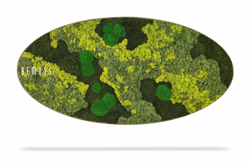 Tableau de mousse Ellipse BEMOSS® ORTHO LIME