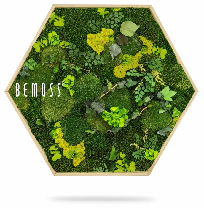 Un cadre en bois hexagonal rempli d'un assortiment de mousses et de plantes vertes, créant une œuvre d'art murale texturée et vibrante. Les mots « Hexagone de mousse PLANTES Mesia Lime » sont imprimés en blanc sur le côté gauche du cadre, faisant de ce tableau de mousse un ajout unique à n'importe quel espace.