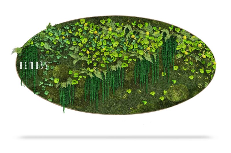 Tableau de mousse Ellipse PLANTES Lomo