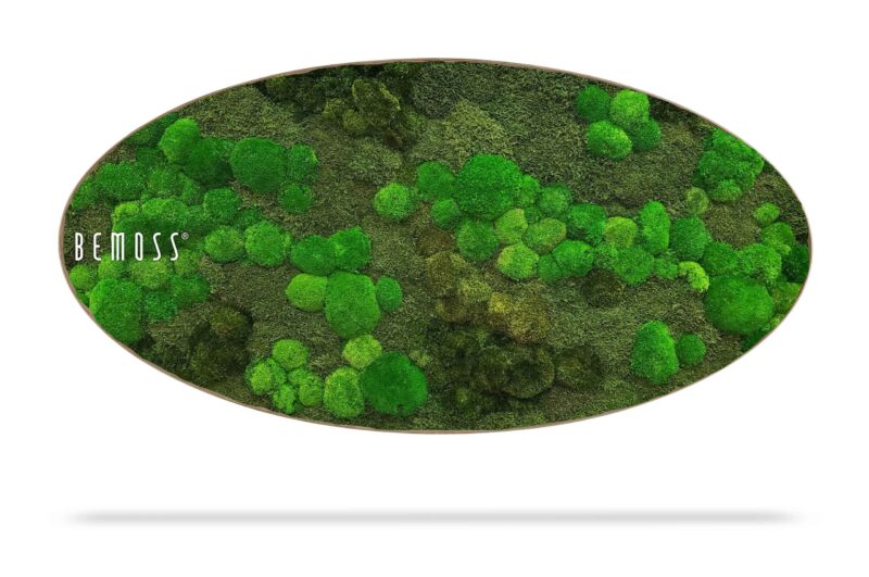 Tableau de mousse Ellipse BOLMOSS Minerva