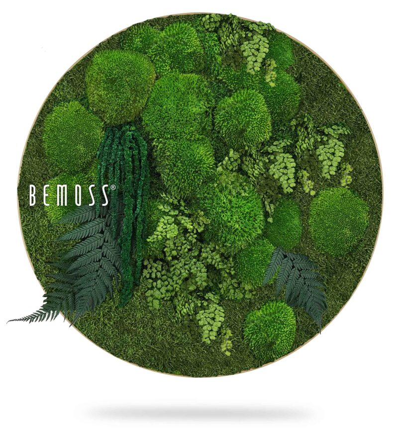 Tableau de mousse rond PLANTES Moreilo