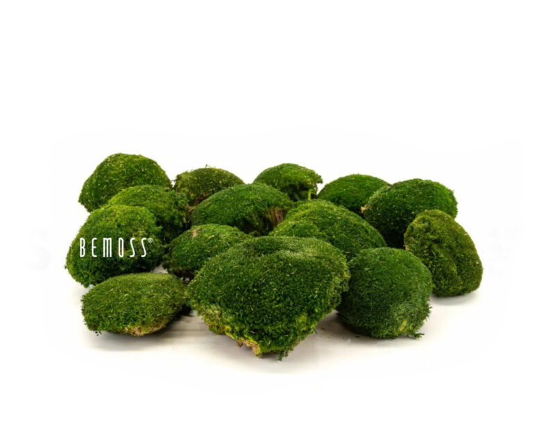 Bolmoss
