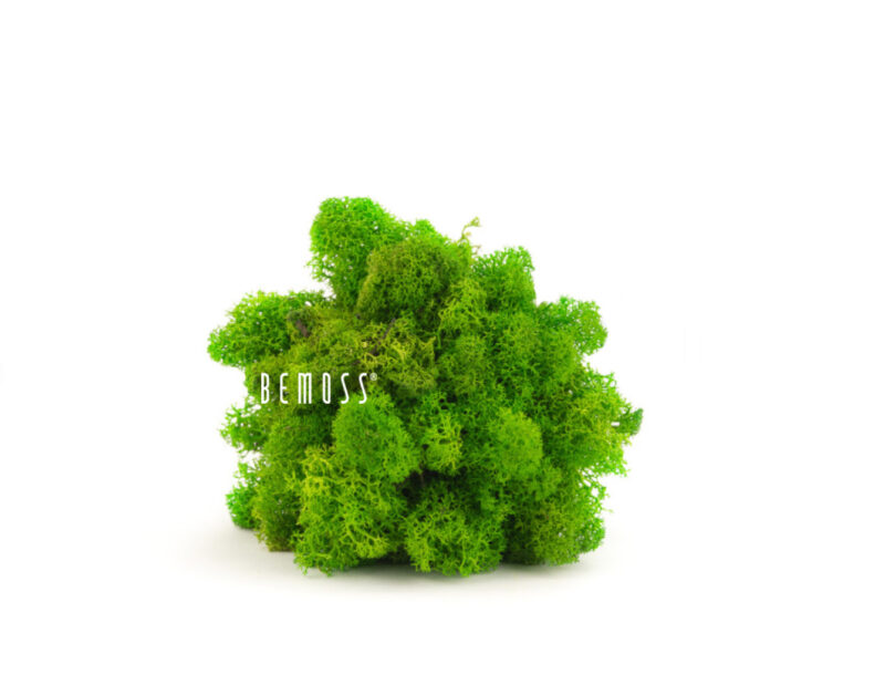 Lichens mousse