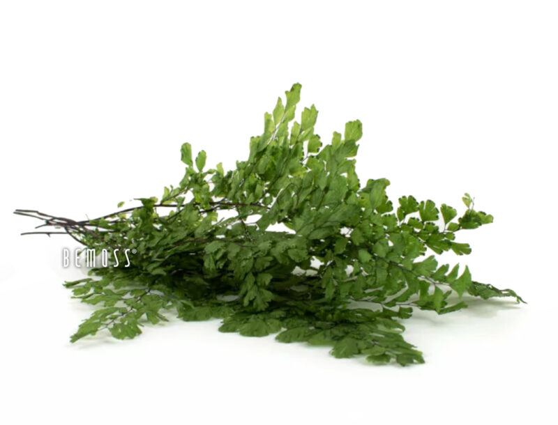 Plantes stabilisées