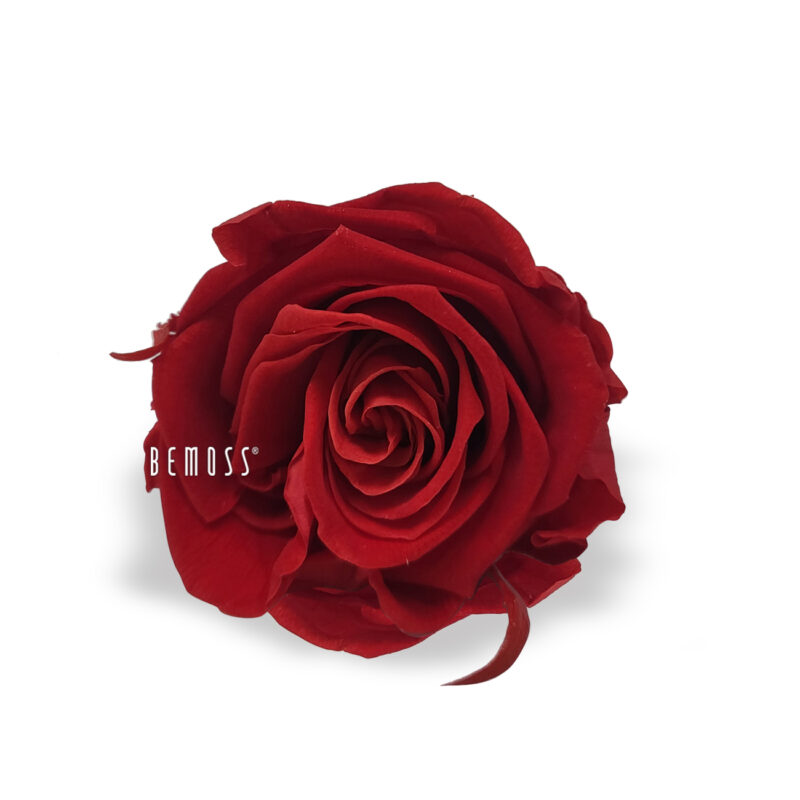 Roses stabilisées