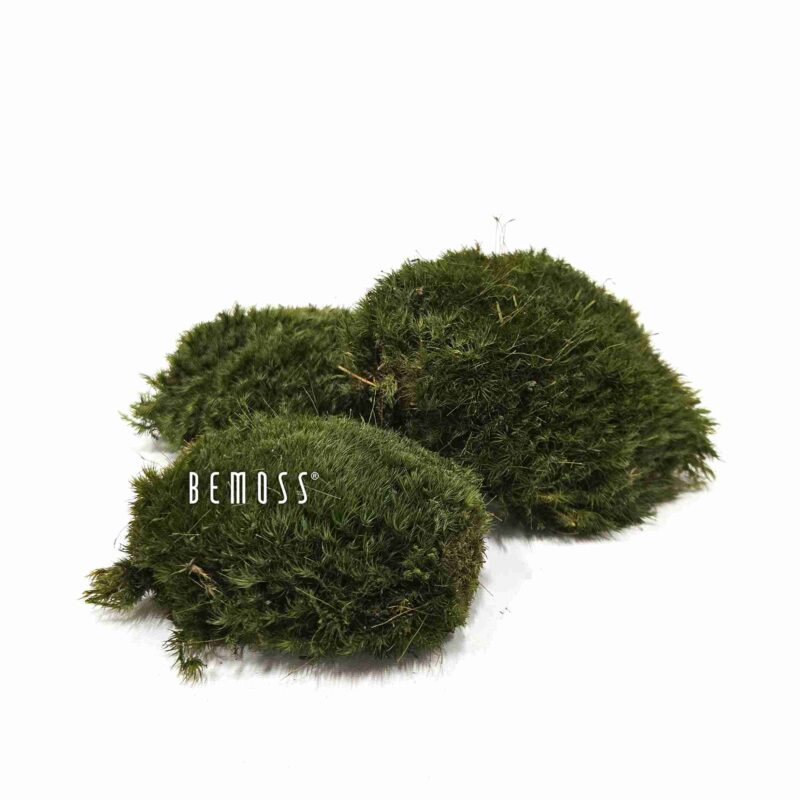 Siberian moss