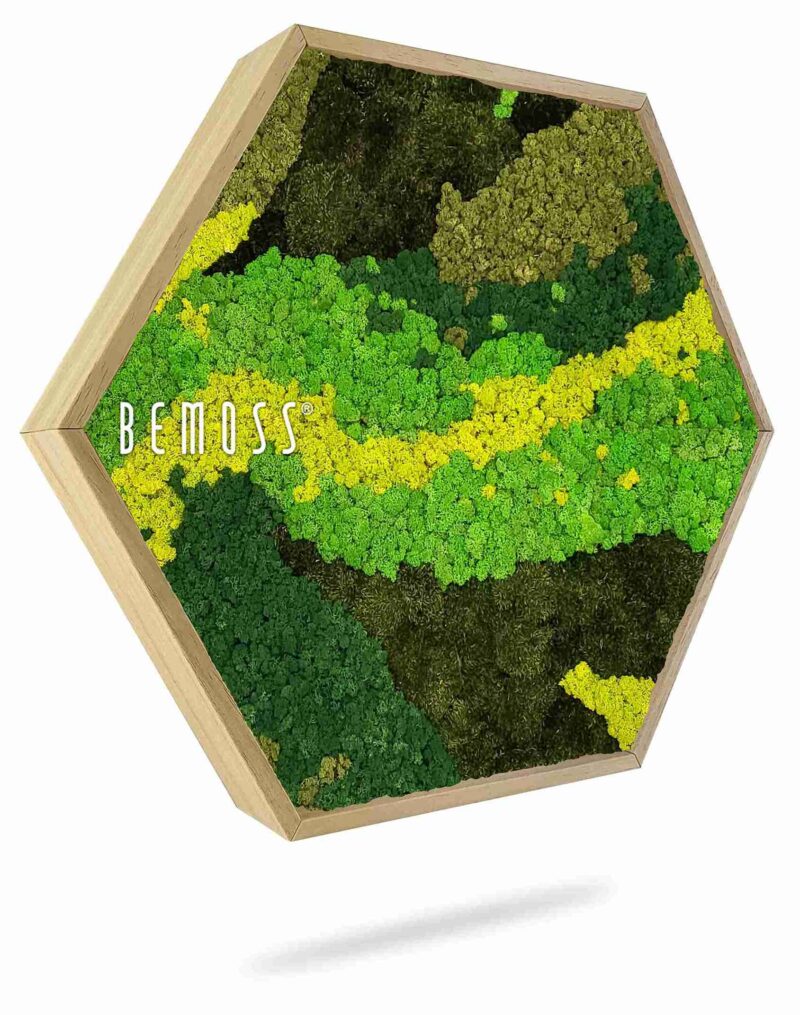 Hexagone de mousse BEMOSS® ORTHO CARROT