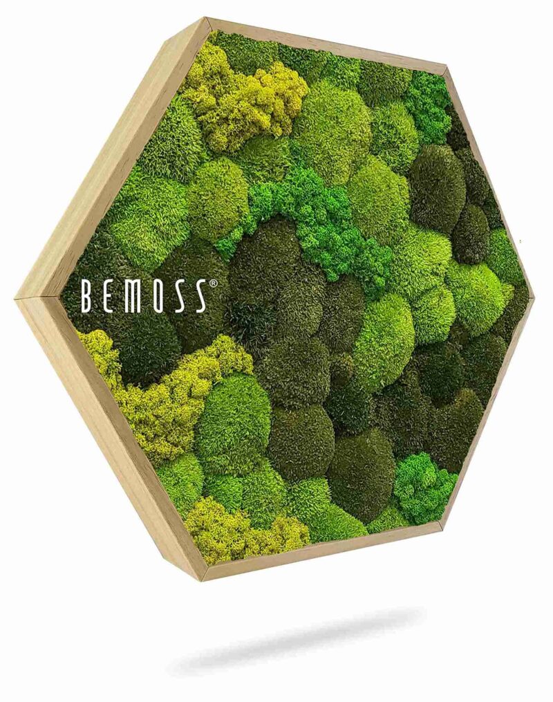 Hexagone de mousse BOLMOSS DUO Light Anento