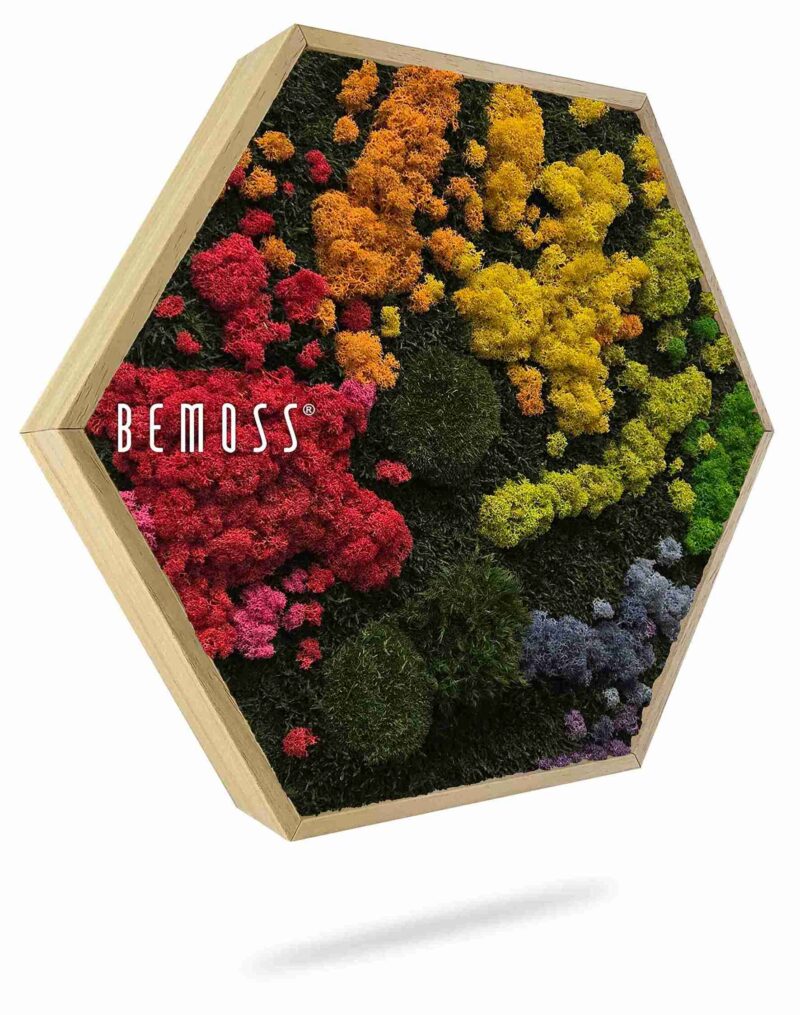 Hexagone de Mousse BEMOSS® ORTHO IRIS