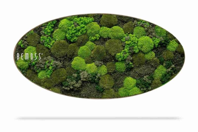 Tableau de mousse Ellipse BEMOSS® ORTHO DOVEN