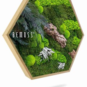 Hexagone de mousse PLANTES Alona - Thumbnail Image 1