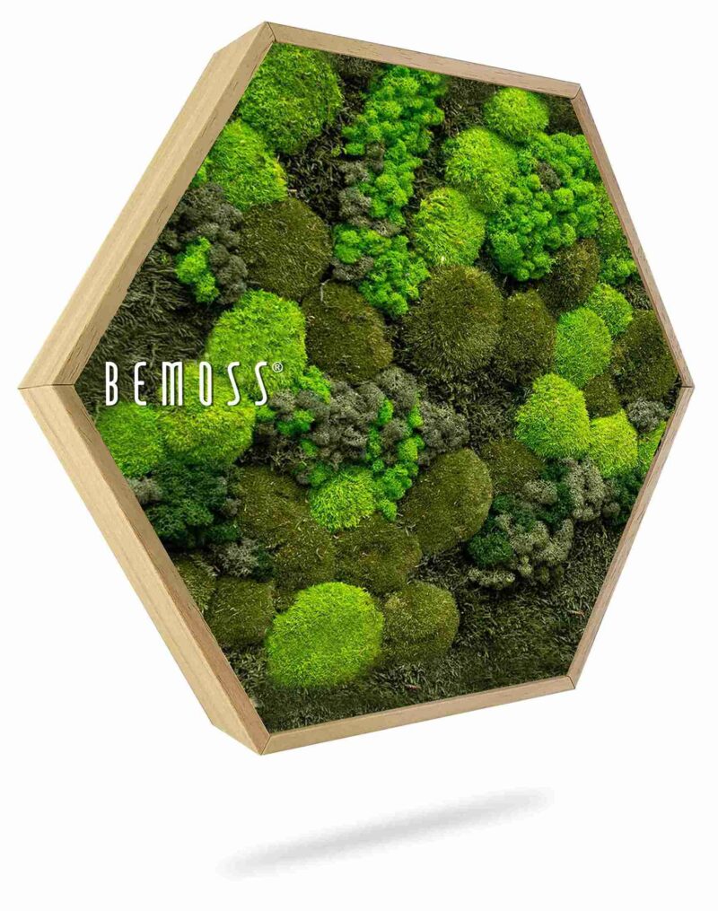 Hexagone de mousse BEMOSS® ORTHO DOVEN