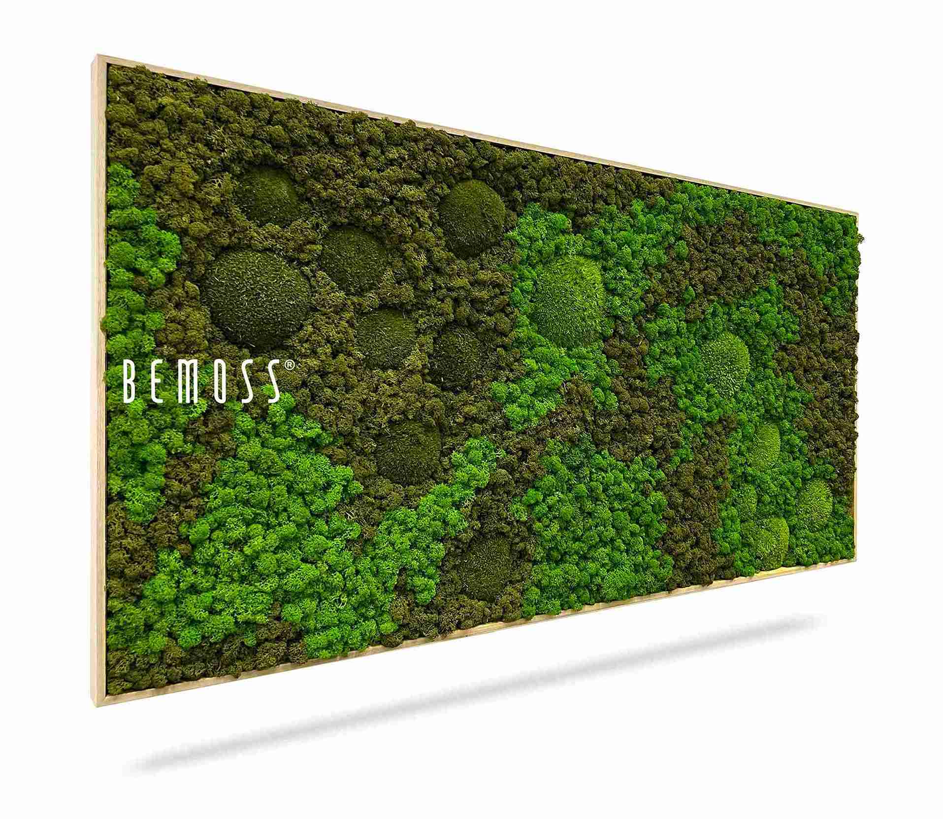 Tableau de mousse BEMOSS® ORTHO ASEL – Image 1