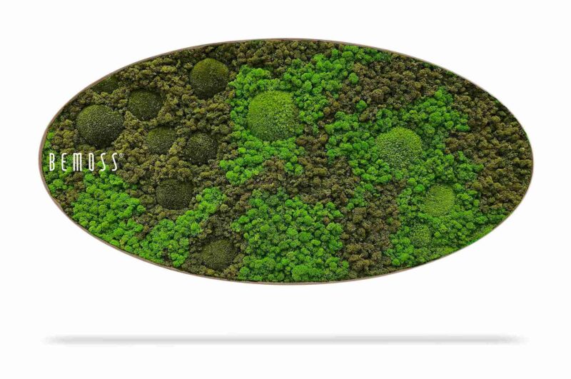 Tableau de mousse Ellipse BEMOSS® ORTHO ASEL