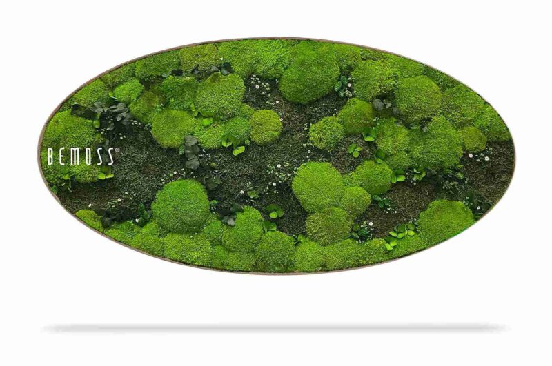 Tableau de mousse Ellipse PLANTES Kyrin