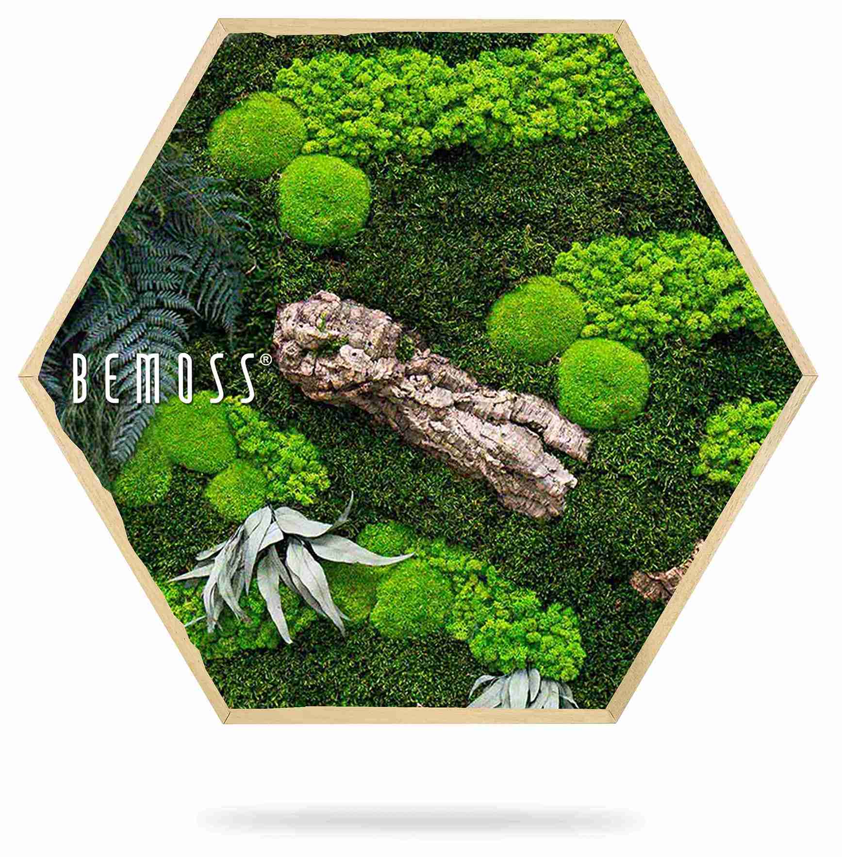 Hexagone de mousse PLANTES Alona – Image 2