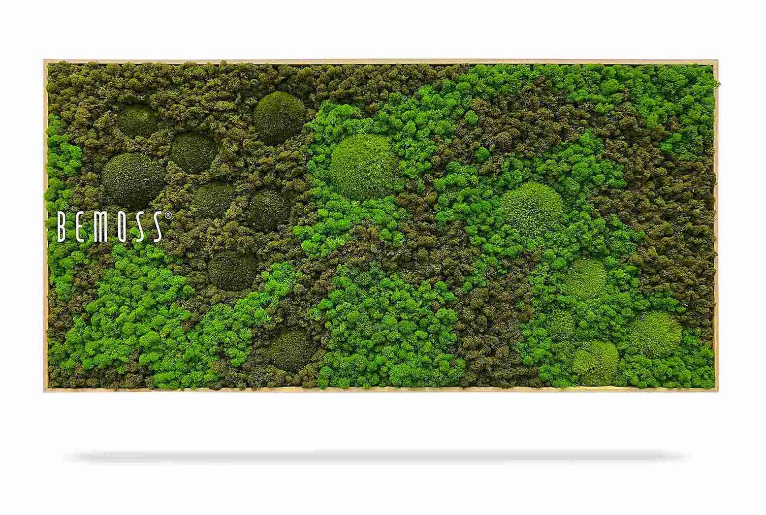 Tableau de mousse BEMOSS® ORTHO ASEL – Image 2