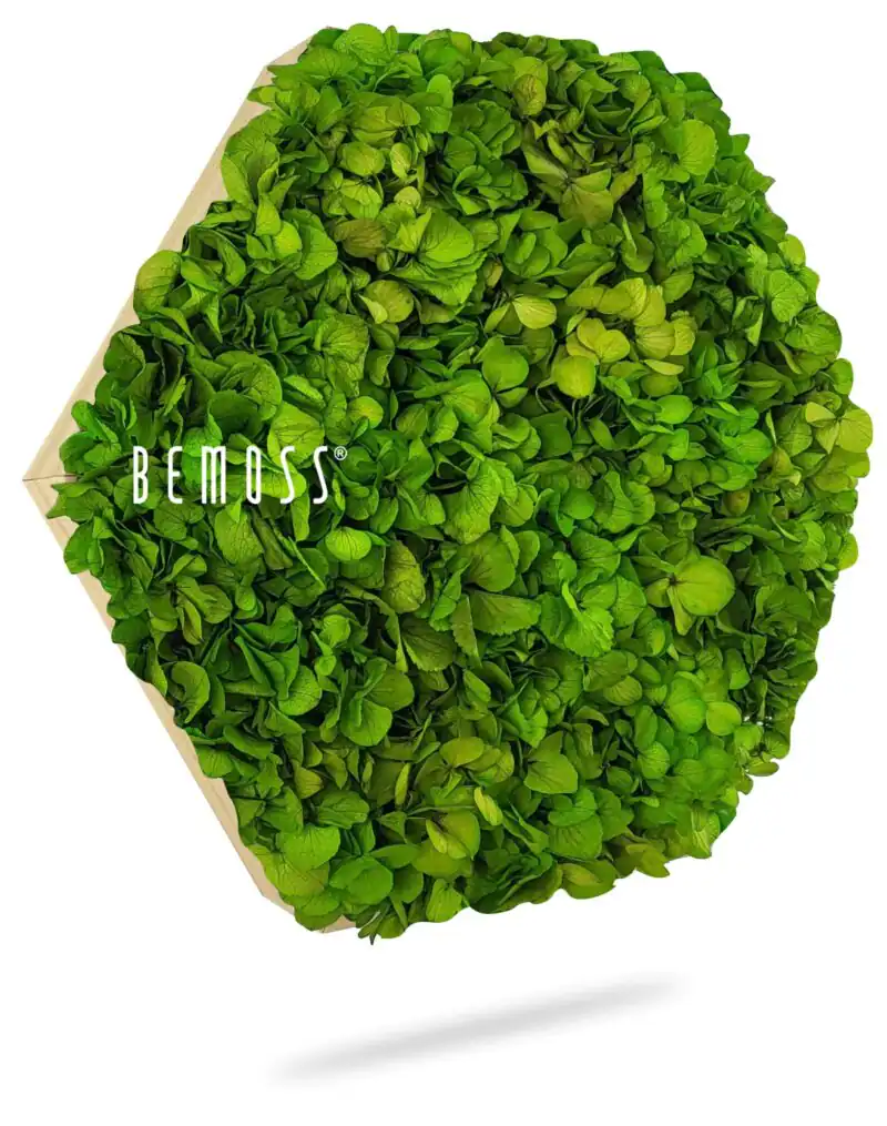 Hexagone de Mousse BEMOSS® MIMI