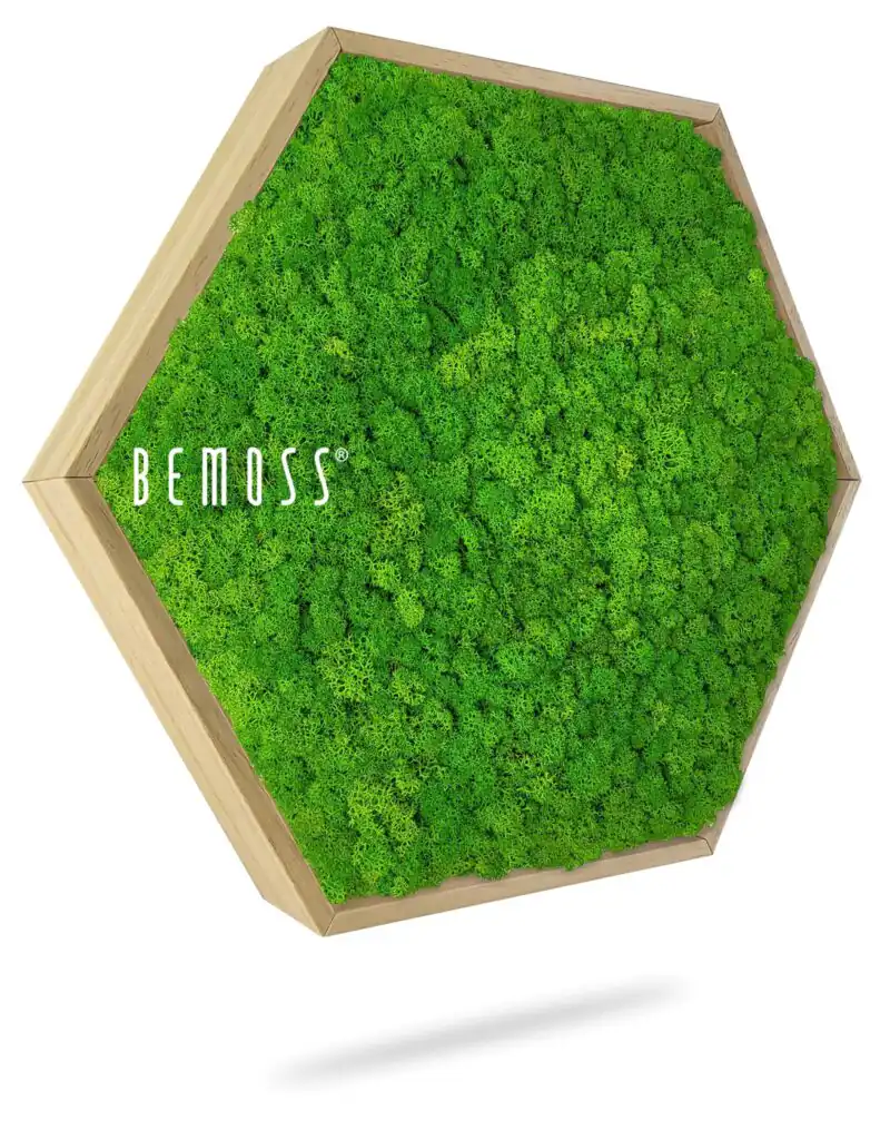 Hexagone de mousse LICHEN mono