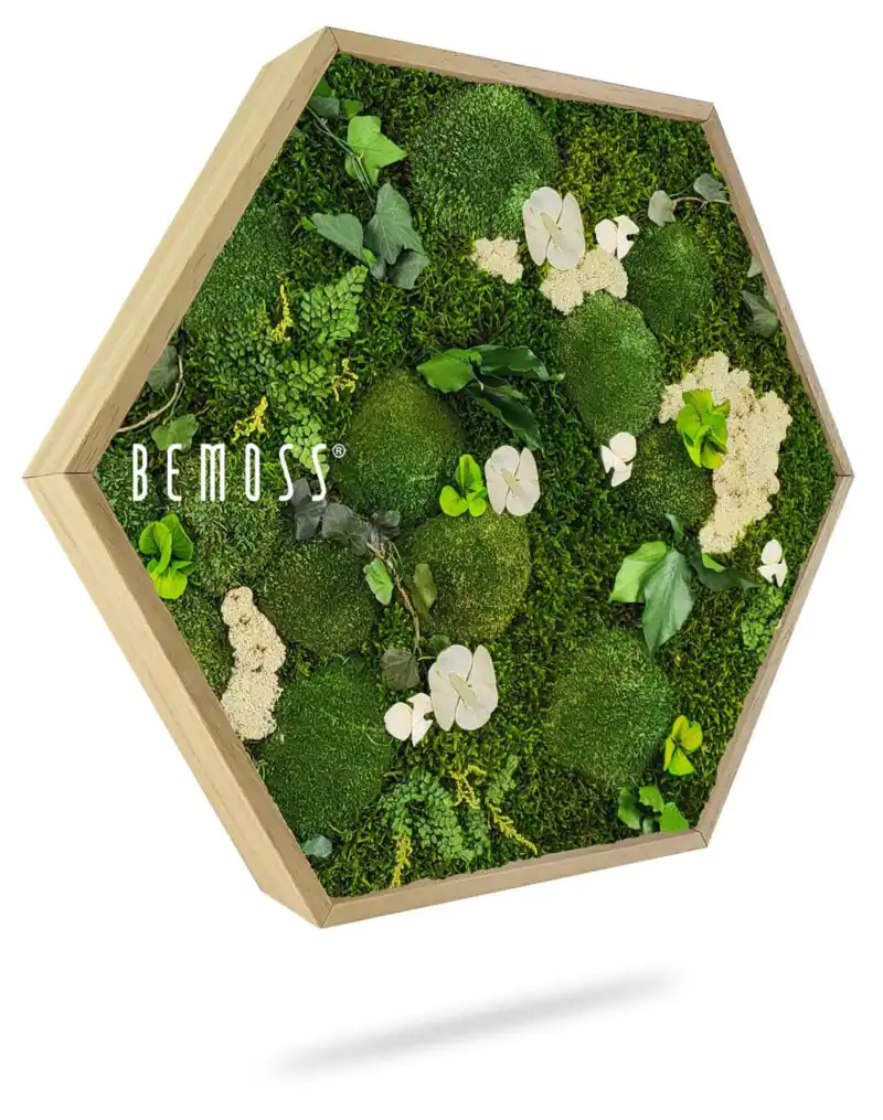 Hexagone de Mousse PLANTES Mesia Natural