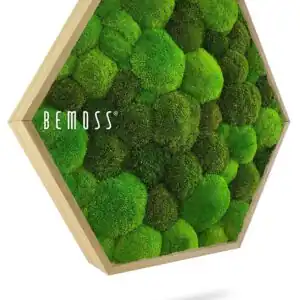 Hexagone de Mousse BOLMOSS DUO Light Green - Thumbnail Image 1