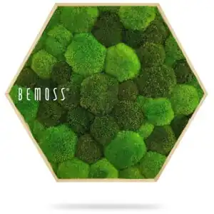 Hexagone de Mousse BOLMOSS DUO Light Green - Thumbnail Image 3
