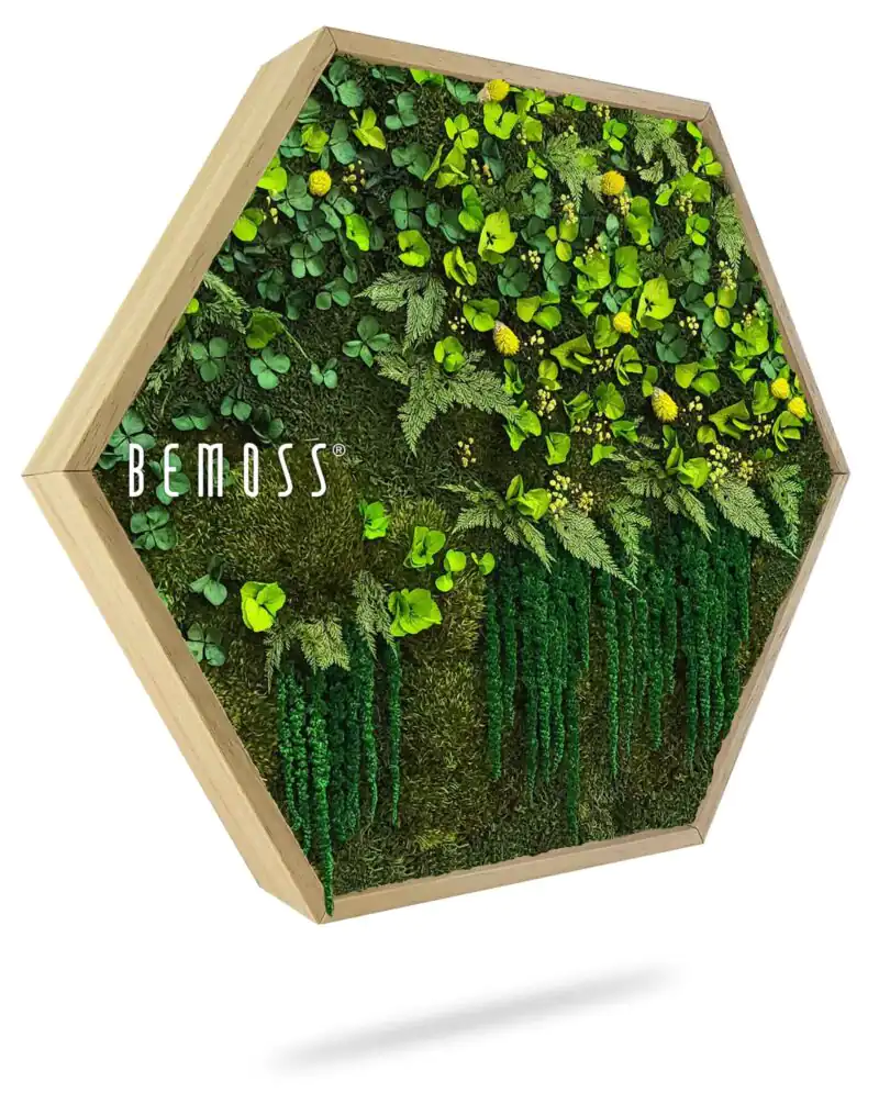 Hexagone de Mousse PLANTES Lomo