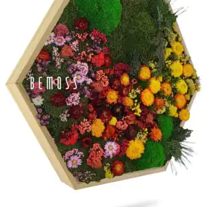 Hexagone de Mousse PLANTES Parra