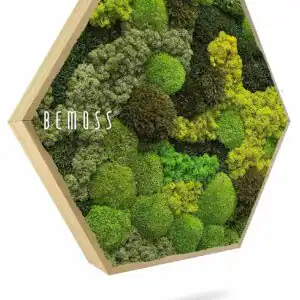 Hexagone de mousse BEMOSS® ORTHO TELDE