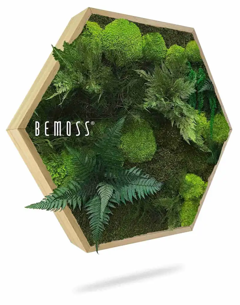 Hexagone de Mousse PLANTES Vigo