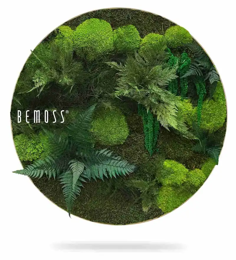 Tableau de mousse rond PLANTES Vigo